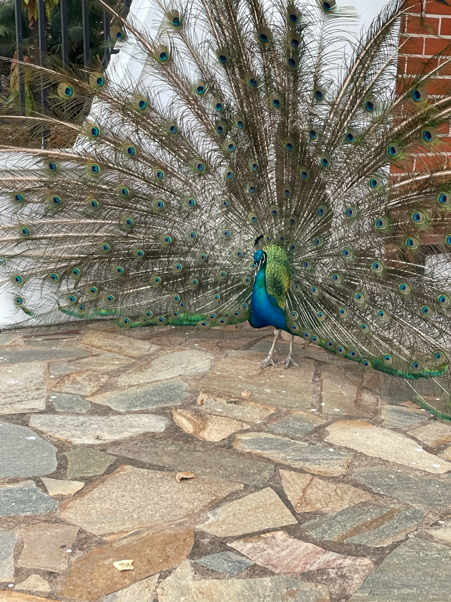 Exotic Wild Life amidst Human Settlement at Chances Hotel, Ho