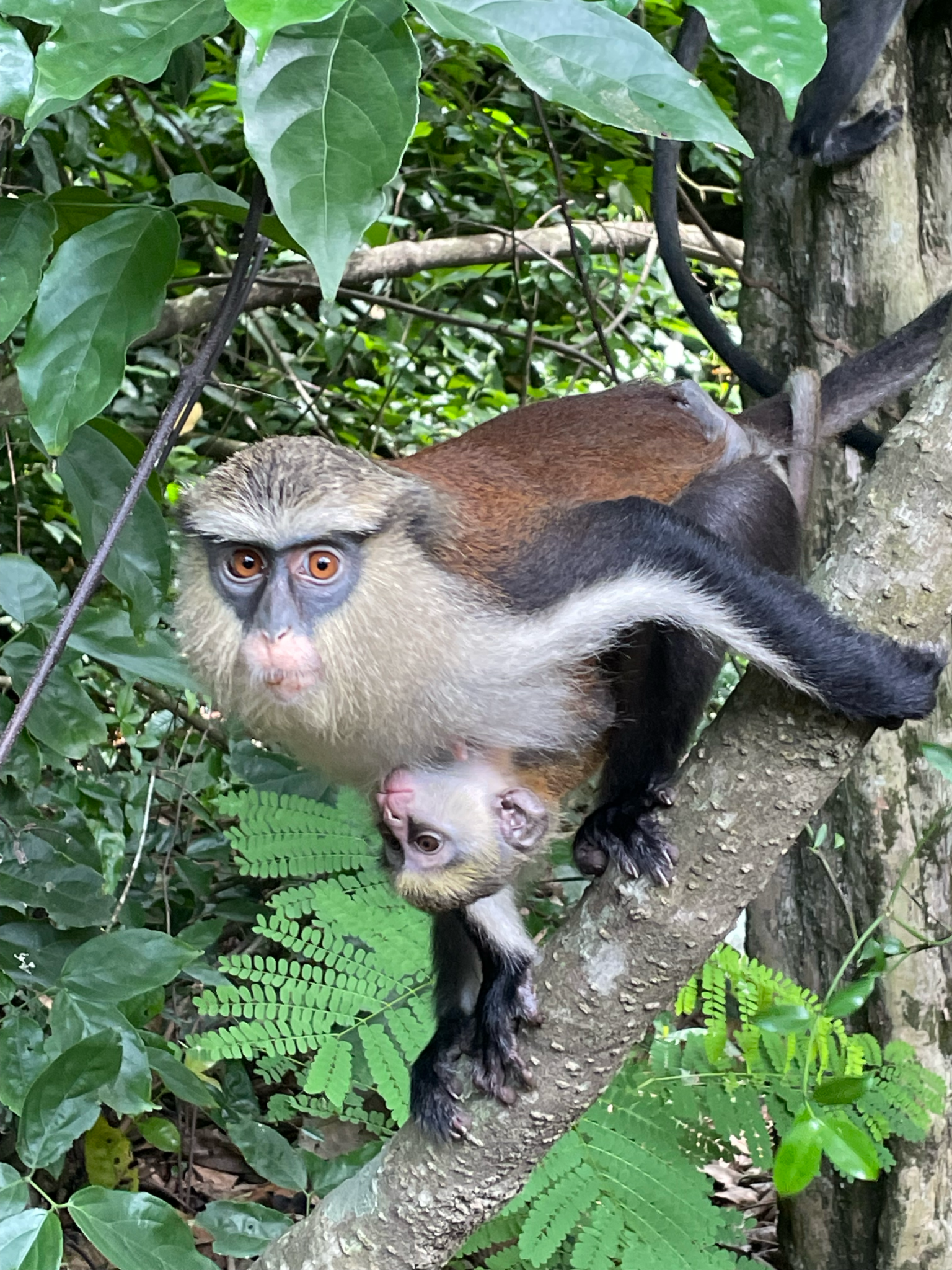 Mona Monkeys at the Tafi Atome Moneky Sanctuary